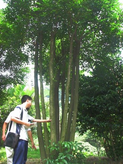 莞香园的一棵200年历史的莞香树